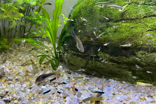 玛丽鱼能和孔雀鱼一起养吗，可以在一起养
