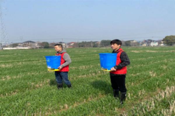 小麦怎样施返青肥，根据土壤情况施肥
