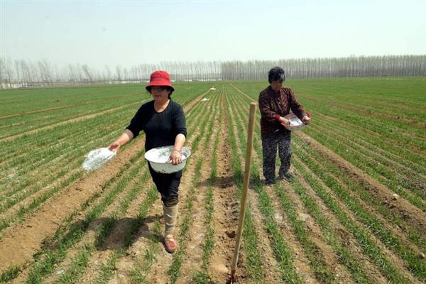 小麦怎样施返青肥，根据土壤情况施肥