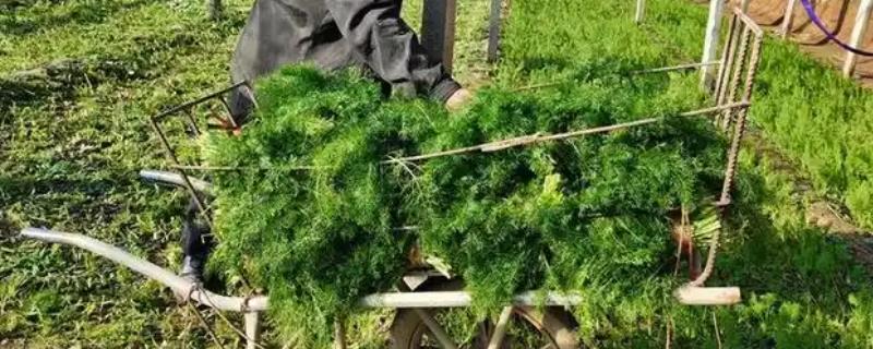 茴香的收获时间，5-6月份和9-10月份均可收获