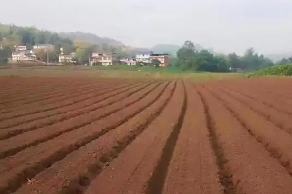 越夏黄瓜怎么种植，高温干旱时每隔1-2天浇一次水