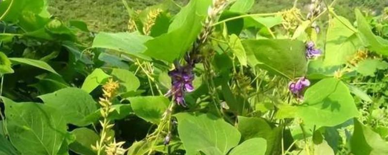 葛根的种植技术，每亩种植500株左右即可