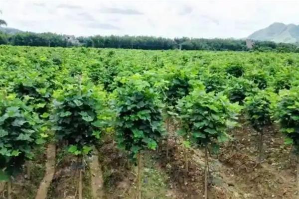 葛根的种植技术，每亩种植500株左右即可