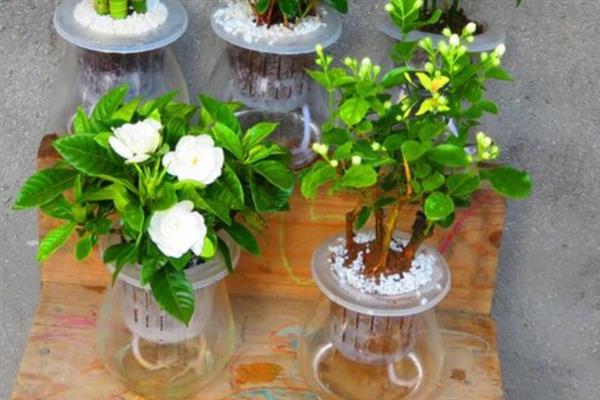 水培茉莉多少天生根，15-20天就可以生根