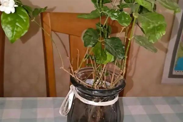 水培茉莉多少天生根，15-20天就可以生根