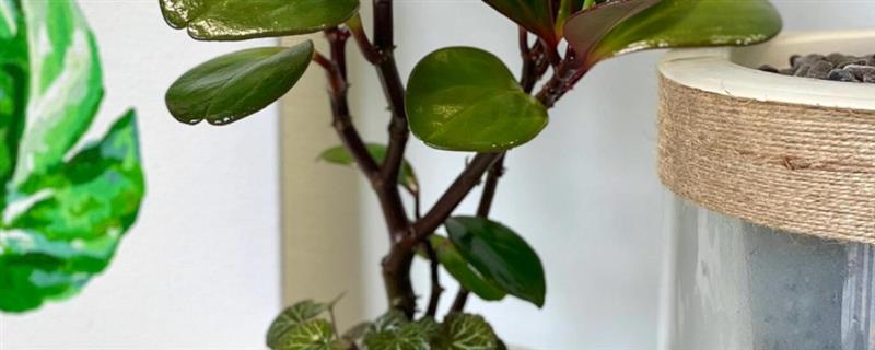 紫边碧玉怎么养殖，让植株接受全天的日照