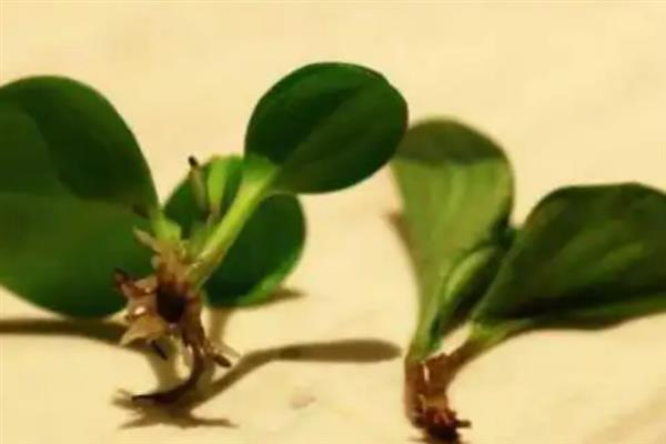紫边碧玉怎么养殖，让植株接受全天的日照