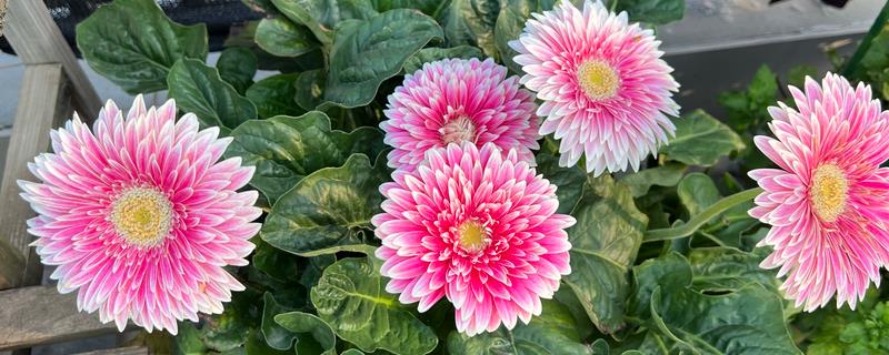 非洲菊如何养殖，夏季要及时遮阴