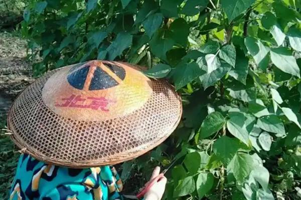 四季豆的摘心打顶方法，剪除主蔓顶部的嫩芽和嫩叶
