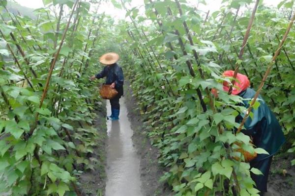 四季豆的摘心打顶方法，剪除主蔓顶部的嫩芽和嫩叶