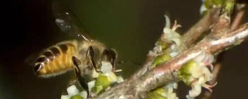 中蜂会不会采集桂花的蜜，中蜂不会采集桂花的蜜