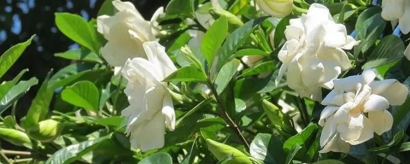 栀子花的水养方法，春秋季节每个星期换一次水