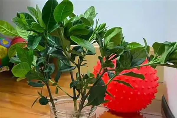 栀子花的水养方法，春秋季节每个星期换一次水