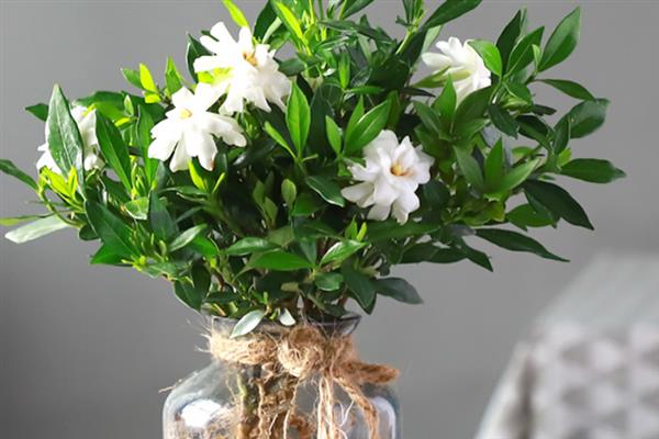 栀子花的水养方法，春秋季节每个星期换一次水
