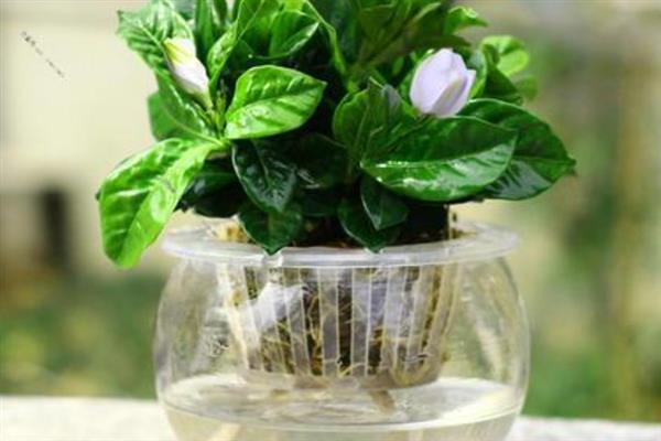 栀子花的水养方法，春秋季节每个星期换一次水
