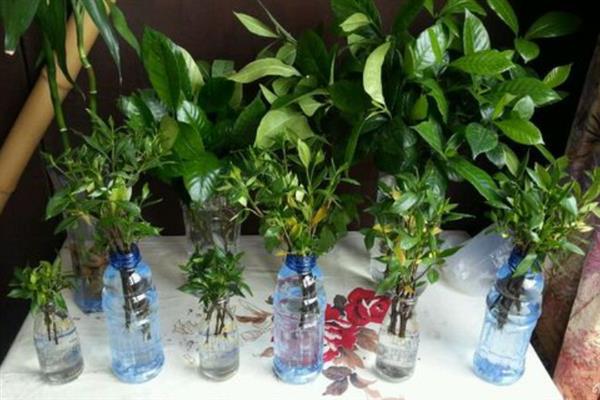 栀子花的水养方法，春秋季节每个星期换一次水