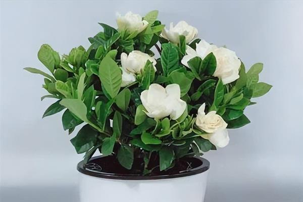栀子花的水养方法，春秋季节每个星期换一次水