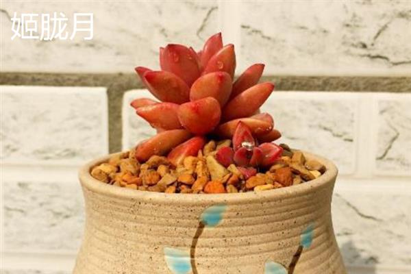 姬胧月和胧月有什么区别，前者是草本植物、后者是常绿灌木