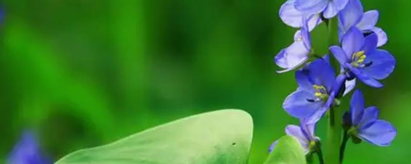 淘米水浇花的正确使用方式，需要充分发酵后才能浇花