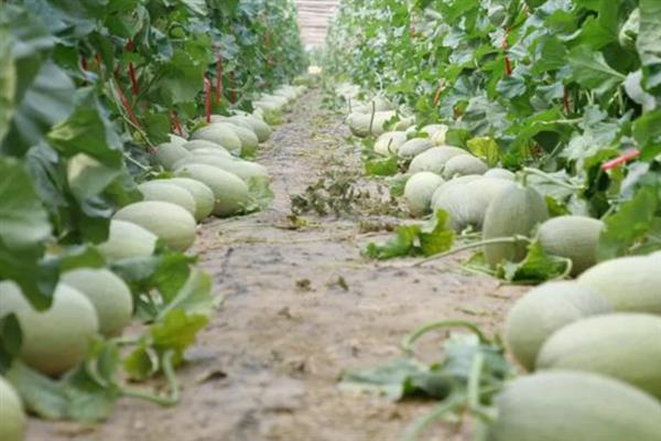 种植哈密瓜所用土壤，以排水透气能力强的土壤为宜
