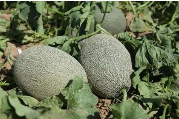 种植哈密瓜所用土壤，以排水透气能力强的土壤为宜