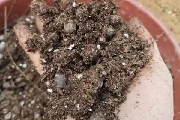 非洲菊如何养殖，夏季要及时遮阴