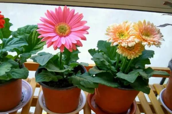 非洲菊如何养殖，夏季要及时遮阴