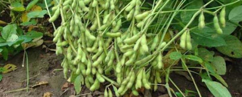 种植东升77号大豆的要点，每公顷保苗25万株左右