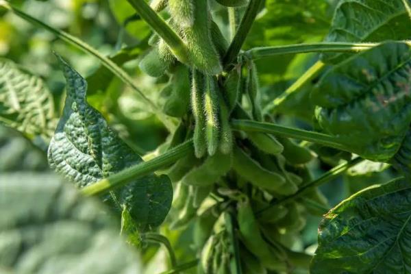 种植东升77号大豆的要点，每公顷保苗25万株左右