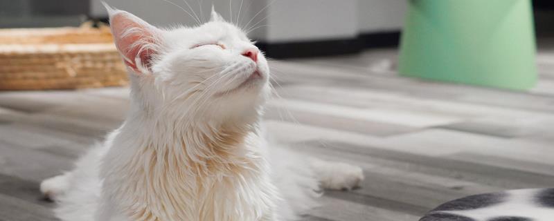 小猫有泪痕的原因，可能是食物盐分和油分过高所致