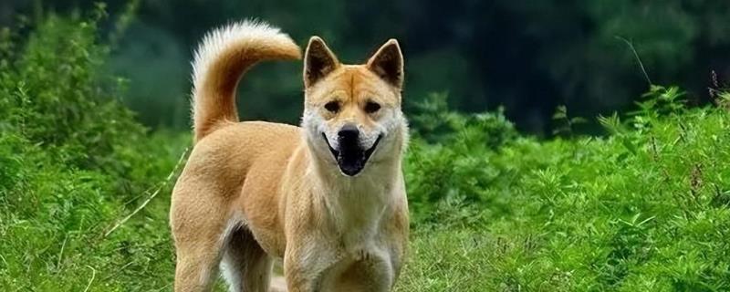 怎么养中华田园犬，喂食要定时定量