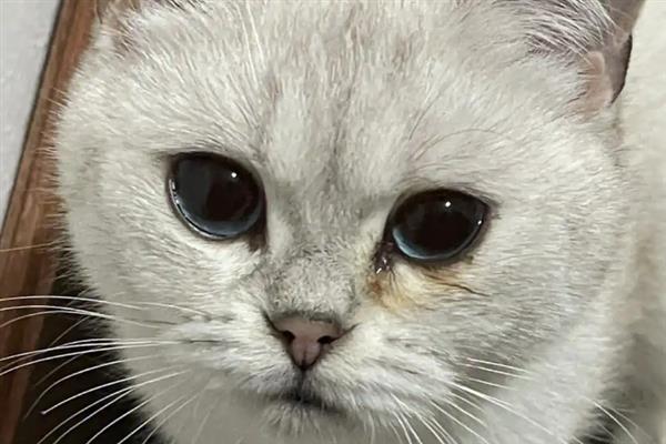 小猫有泪痕的原因，可能是食物盐分和油分过高所致