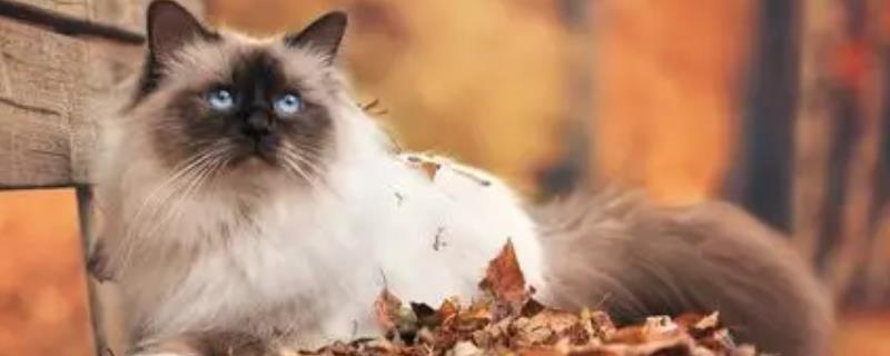 猫瘟初期的症状，病猫有精神萎靡、食欲不佳等表现