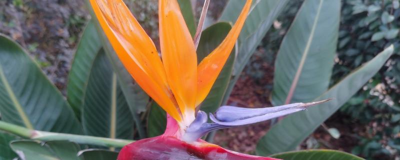 鹤望兰的花语，寓意潇洒自在、相信爱情等