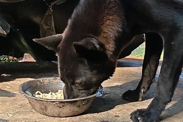 怎么养中华田园犬，喂食要定时定量