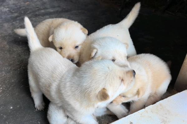 怎么养中华田园犬，喂食要定时定量