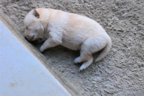怎么养中华田园犬，喂食要定时定量
