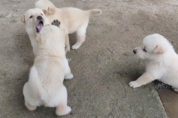 怎么养中华田园犬，喂食要定时定量