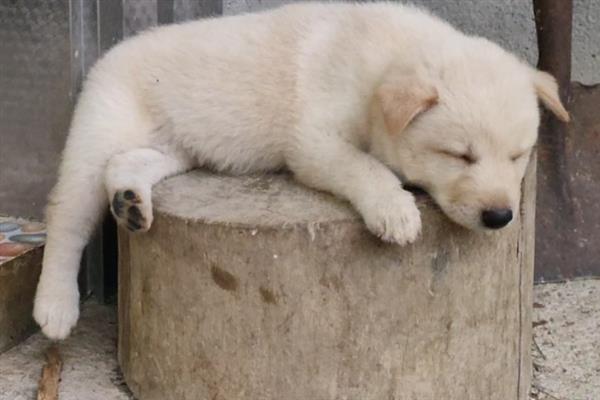 怎么养中华田园犬，喂食要定时定量