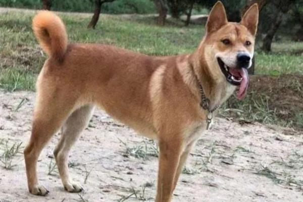 怎么养中华田园犬，喂食要定时定量