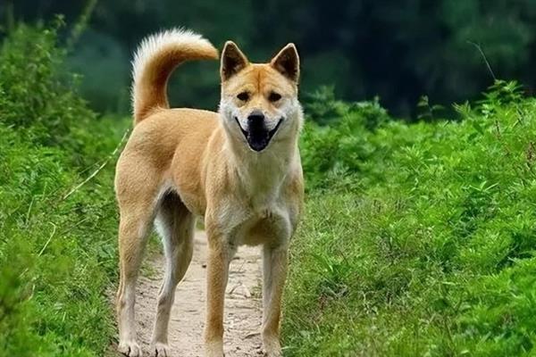 怎么养中华田园犬，喂食要定时定量