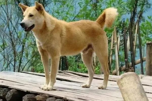 怎么养中华田园犬，喂食要定时定量