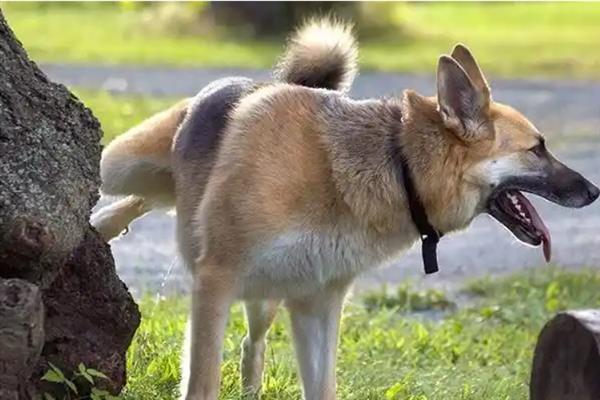 怎么养中华田园犬，喂食要定时定量