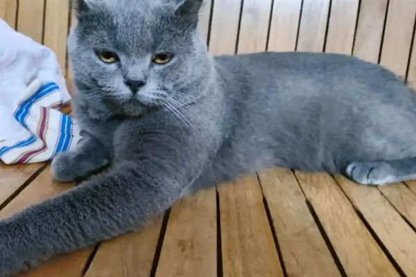猫瘟初期的症状，病猫有精神萎靡、食欲不佳等表现