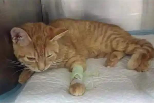 猫瘟初期的症状，病猫有精神萎靡、食欲不佳等表现