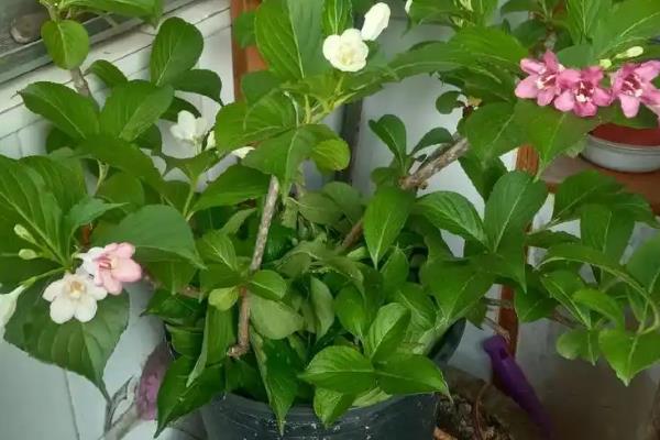 锦带花四季管理方式，春季每隔半个月追施磷钾肥一次