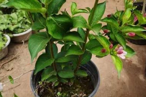 锦带花四季管理方式，春季每隔半个月追施磷钾肥一次