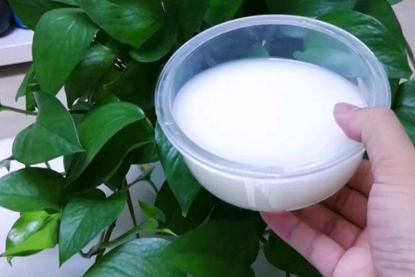 淘米水浇花的正确使用方式，需要充分发酵后才能浇花