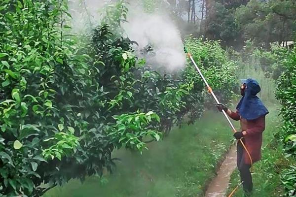噻虫嗪的使用方法，针对不同的害虫的使用方法不同