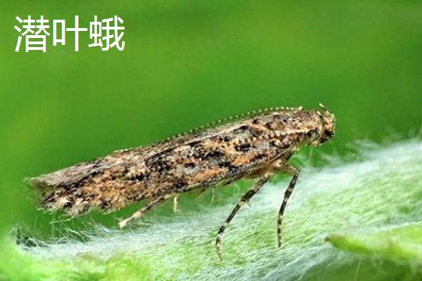噻虫嗪的使用方法，针对不同的害虫的使用方法不同
